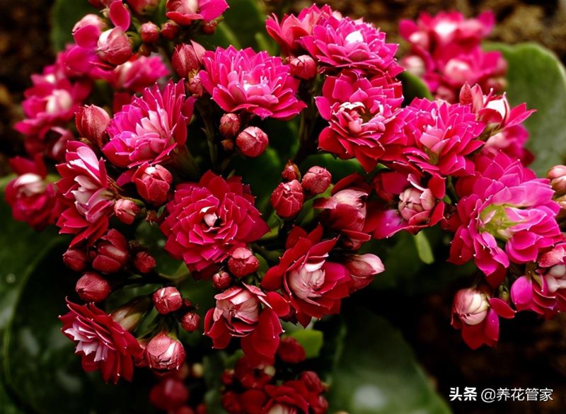 二月有什么花开放「二月有什么花开放的图片」