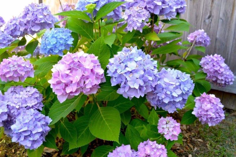 代表六月的花是什么「代表六月的花是什么花」