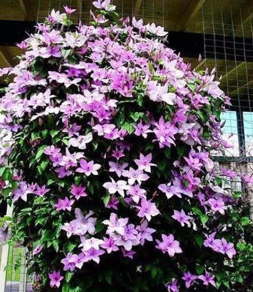 代表六月的花是什么「代表六月的花是什么花」