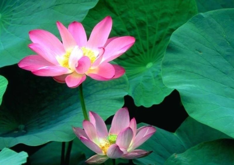代表六月的花是什么「代表六月的花是什么花」