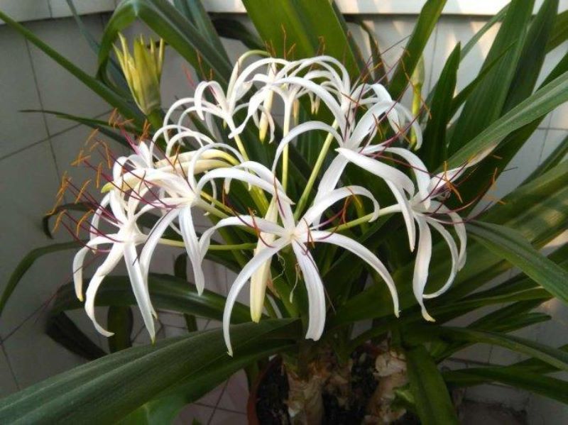 代表六月的花是什么「代表六月的花是什么花」