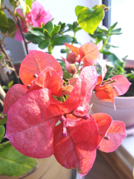 代表十二个月的花有哪些「代表十二个月的花有哪些花」