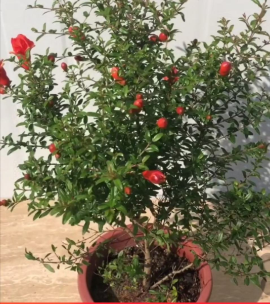 代表十二个月的花有哪些「代表十二个月的花有哪些花」