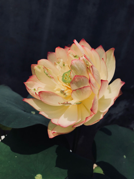 代表十二个月的花有哪些「代表十二个月的花有哪些花」