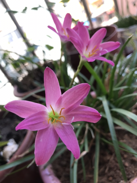 代表十二个月的花有哪些「代表十二个月的花有哪些花」