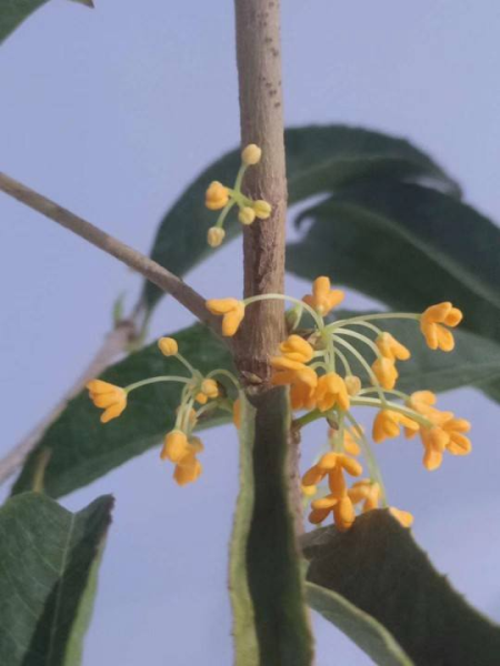 代表十二个月的花有哪些「代表十二个月的花有哪些花」