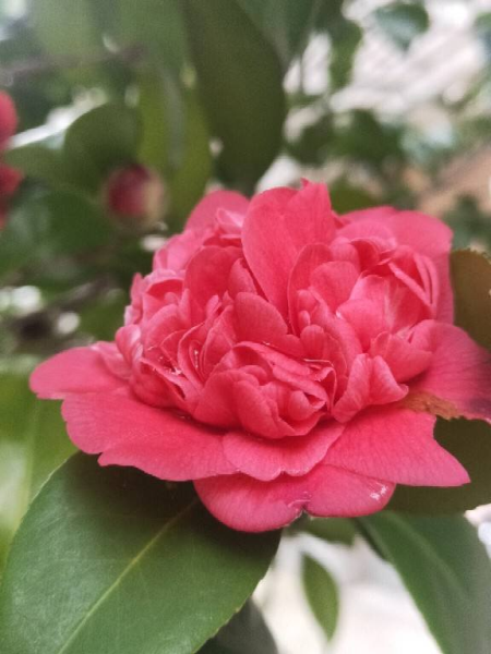 代表十二个月的花有哪些「代表十二个月的花有哪些花」