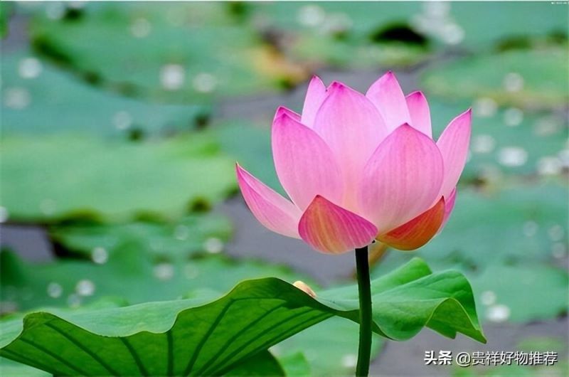 代表夏天的花有哪些「代表夏天的花有哪些动画教育」