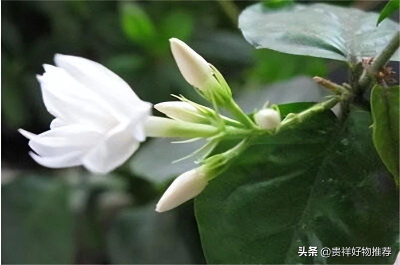代表夏天的花有哪些「代表夏天的花有哪些动画教育」