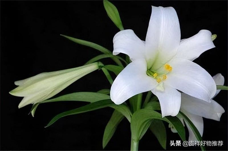 代表夏天的花有哪些「代表夏天的花有哪些动画教育」
