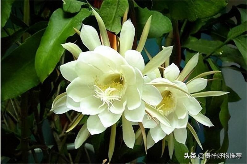 代表夏天的花有哪些「代表夏天的花有哪些动画教育」