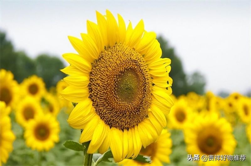 代表夏天的花有哪些「代表夏天的花有哪些动画教育」
