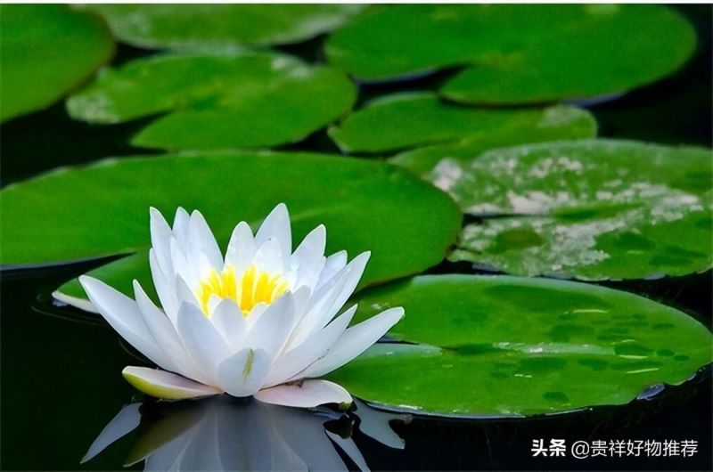 代表夏天的花有哪些「代表夏天的花有哪些动画教育」