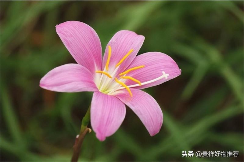 代表夏天的花有哪些「代表夏天的花有哪些动画教育」