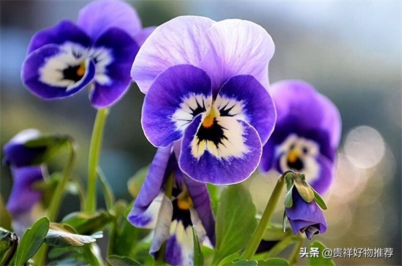 代表夏天的花有哪些「代表夏天的花有哪些动画教育」