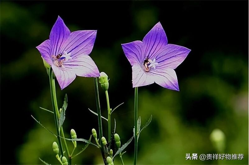 代表夏天的花有哪些「代表夏天的花有哪些动画教育」