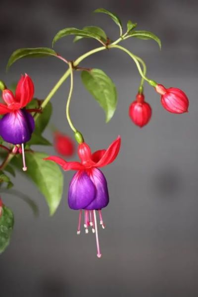 代表感恩的花语？什么花代表感恩！「代表感恩的花语-什么花代表感恩的意思」
