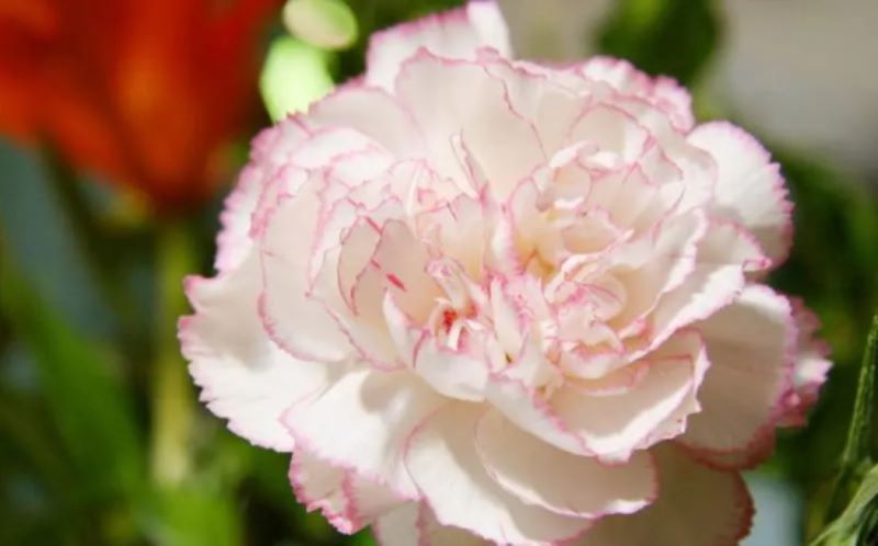 代表感恩的花语？什么花代表感恩！「代表感恩的花语-什么花代表感恩的意思」