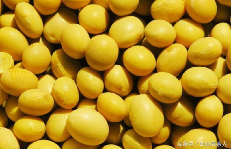 低等植物有哪些「低等植物有哪些类群」