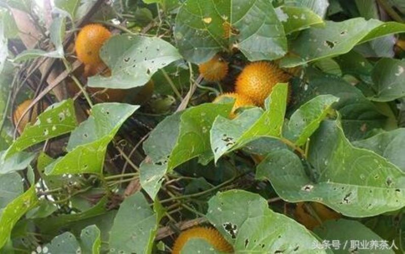 低等植物有哪些「低等植物有哪些类群」