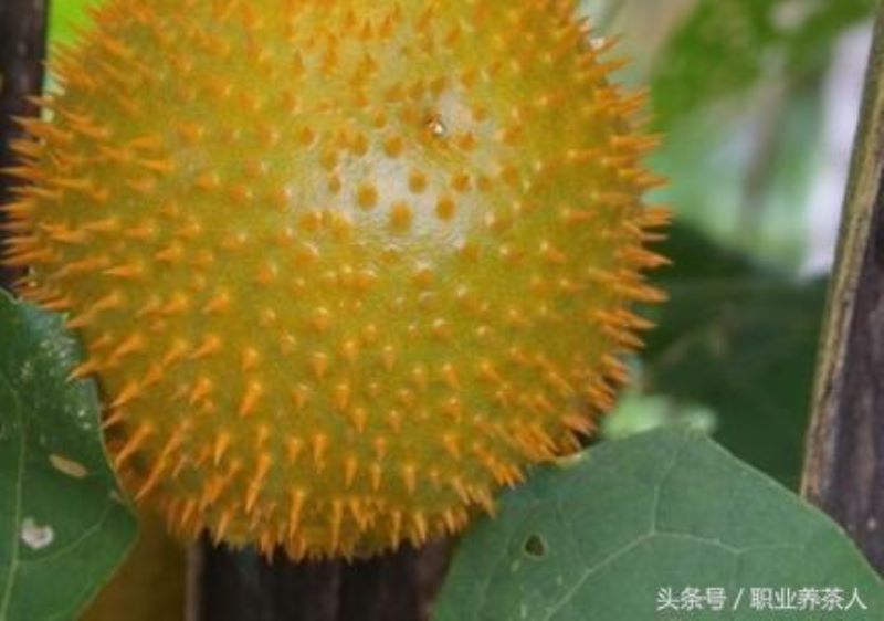 低等植物有哪些「低等植物有哪些类群」
