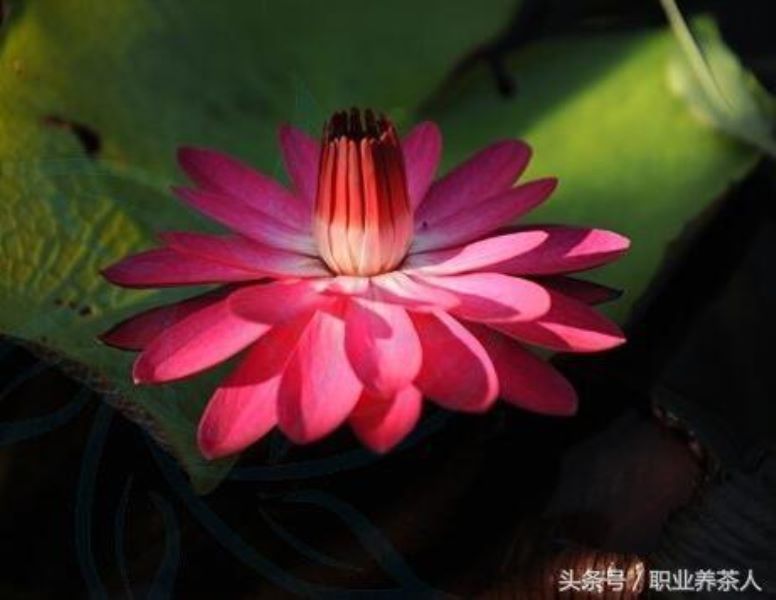 低等植物有哪些「低等植物有哪些类群」
