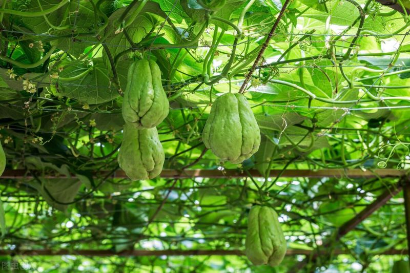 佛手瓜怎么种植与管理「佛手瓜怎么种植与管理视频」