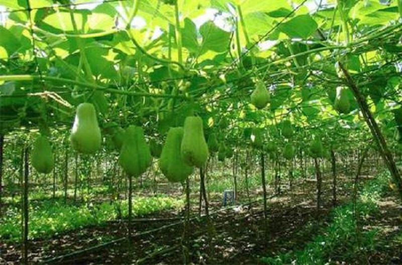 佛手瓜怎么种植最好「佛手瓜怎么种植最好活」