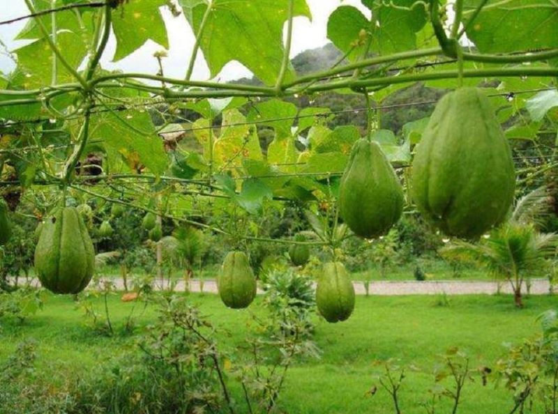 佛手瓜怎么种植最好「佛手瓜怎么种植最好活」