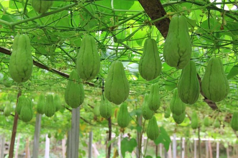 佛手瓜怎么种植最好「佛手瓜怎么种植最好活」