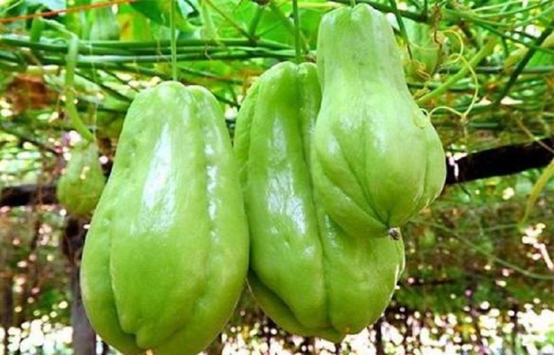 佛手瓜怎么种植最好「佛手瓜怎么种植最好活」
