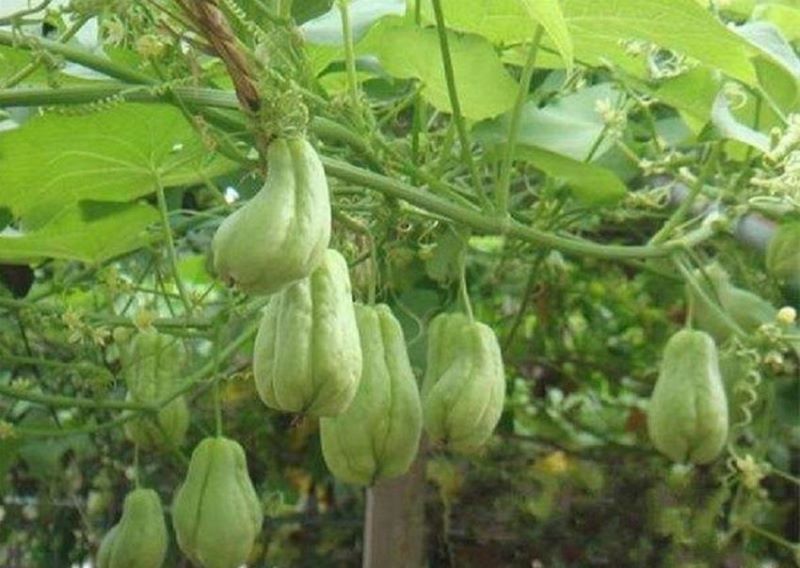 佛手瓜怎么种植最好「佛手瓜怎么种植最好活」