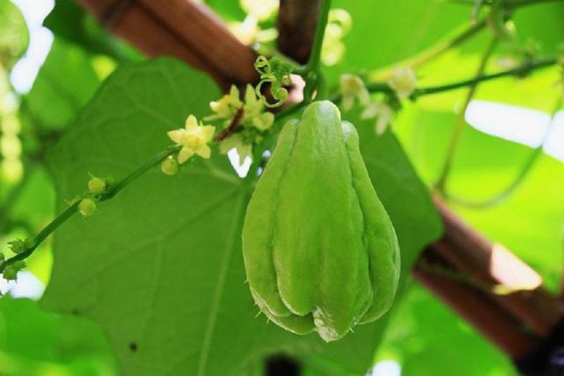 佛手瓜怎么种植最好「佛手瓜怎么种植最好活」