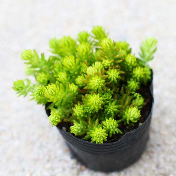 佛甲草怎么种植「佛甲草怎么种植在屋顶」_1