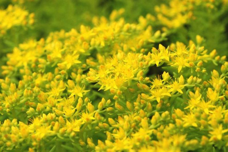 佛甲草怎么种植「佛甲草怎么种植在屋顶」_1