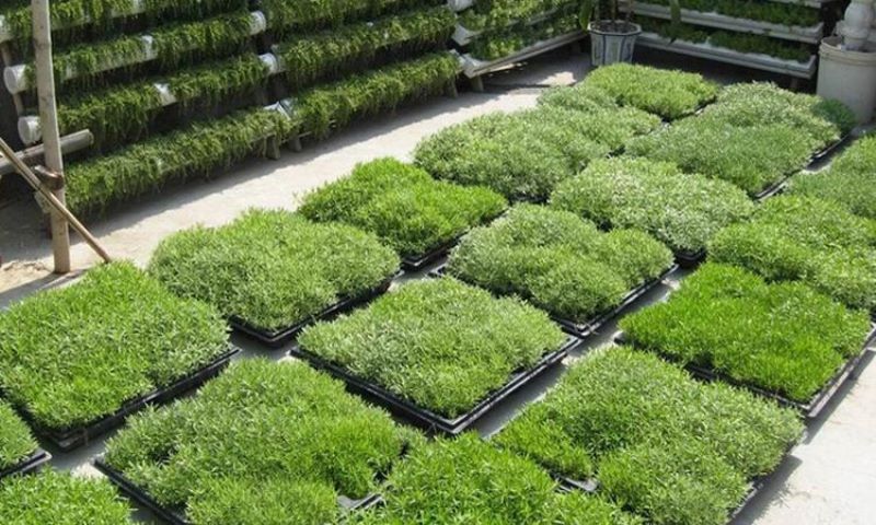 佛甲草怎么种植「佛甲草怎么种植在屋顶」_1