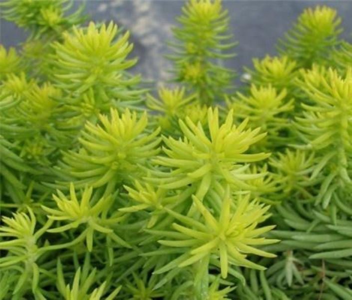 佛甲草怎么种植「佛甲草怎么种植在屋顶」_1