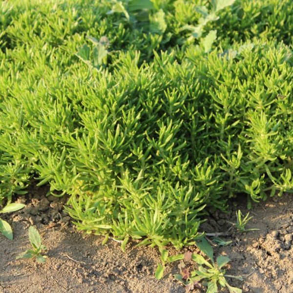 佛甲草怎么种植「佛甲草怎么种植在屋顶」_1