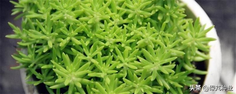 佛甲草植物怎么养「佛甲草植物怎么养护」
