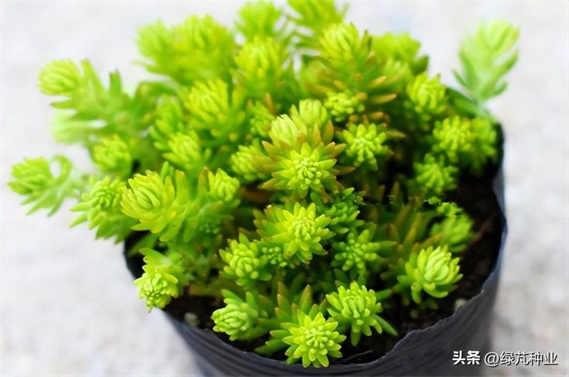 佛甲草植物怎么养「佛甲草植物怎么养护」