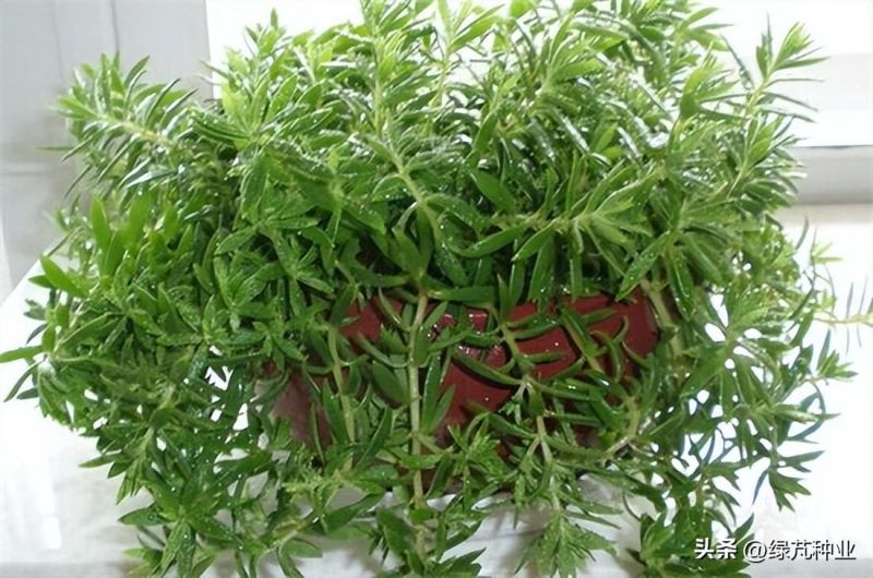 佛甲草植物怎么养「佛甲草植物怎么养护」