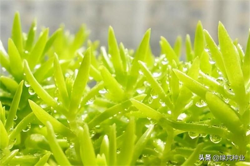 佛甲草植物怎么养「佛甲草植物怎么养护」