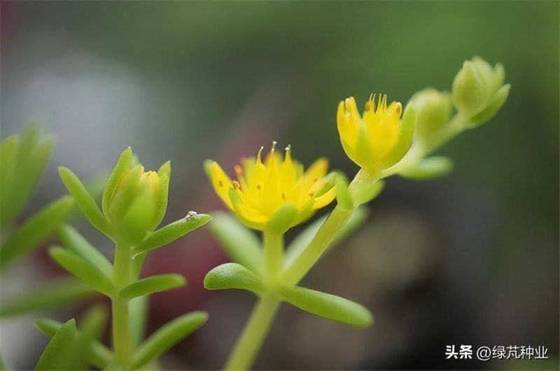 佛甲草植物怎么养「佛甲草植物怎么养护」