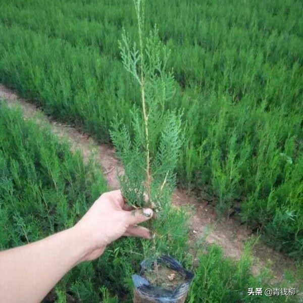 侧柏种子怎样种植「柏树种子育苗方法」