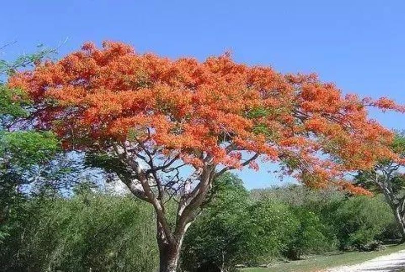 俄罗斯的国花是什么「俄罗斯的国花是什么花」