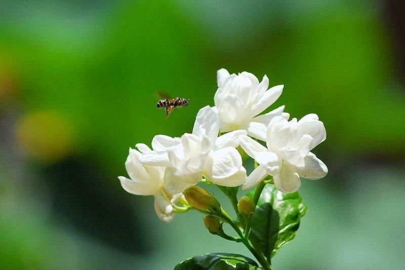 俄罗斯的国花是什么「俄罗斯的国花是什么花」