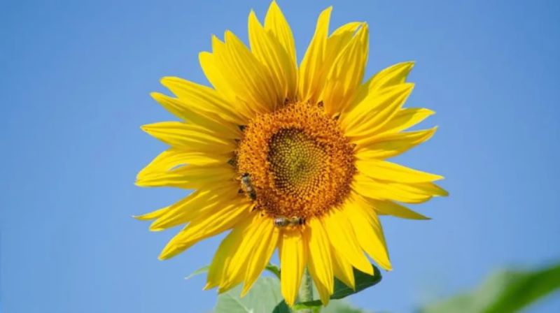 俄罗斯的国花是什么花？「荷兰的国花是什么花」