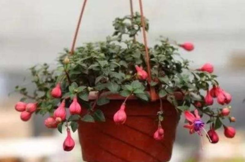 倒吊金钟的种植方法是什么「倒吊金钟种子种植方法」