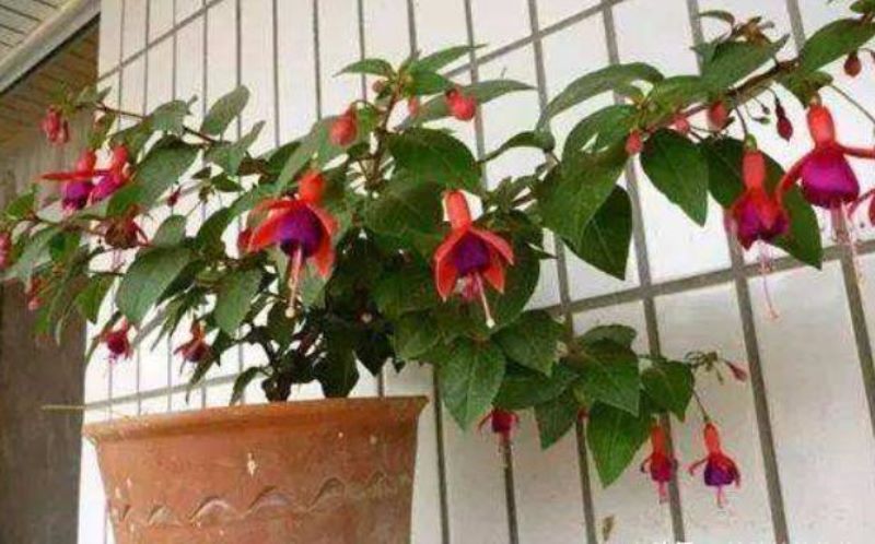 倒吊金钟的种植方法是什么「倒吊金钟种子种植方法」