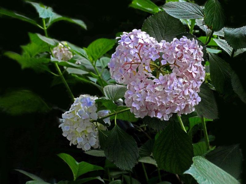 八仙花种类有哪些「八仙花种类有哪些图片」